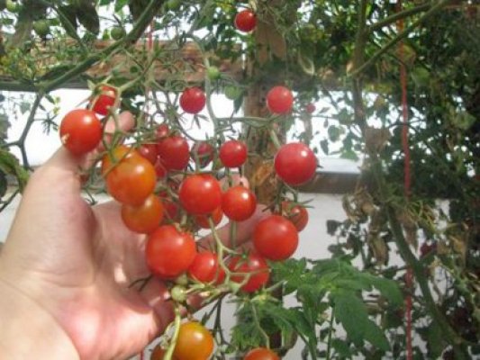 5 bloguri cu sfaturi pentru grădinarii amatori